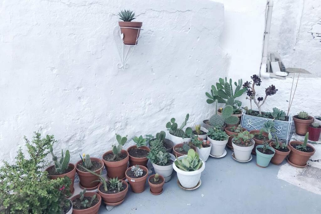 Serifos Town Little Cactusヴィラ エクステリア 写真
